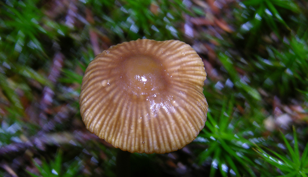 Alcune Mycena.